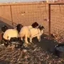 هرافى خرفان ورخال 