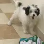 كلب مالتيز ميني دلع