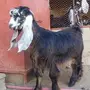جفرات 