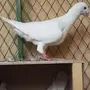 جوز هومر