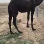 قعود 