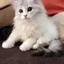 قطه صغيره للبيع 