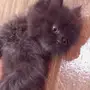 قط صغير للبيع ابها