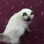 انثى هملايا شوكليت مع اغراضها