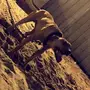 كلب بيتبول