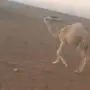 بكره للبيع قصب 