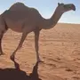 معشر للبيع
