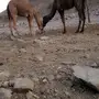 قعود وبكره 
