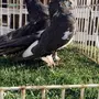 ((جوز الاسكاء تايقر))