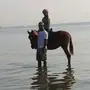 حصان عربي أصيل
