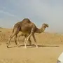 شقحا للبيع 