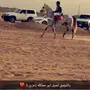 حصان شعبي بطل سرعه 