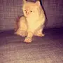 قط شيرازي للبيع