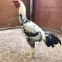 ديك حجازي فارسي 