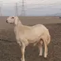 فحل جدع صنف مشروط
