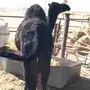 بكرة للبيع 