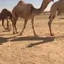 شقحا كفو