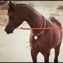 حصان خط جمال 