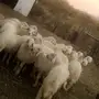 طليان حريه مراح واحد