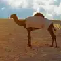 ناقة مجهم طيبه للبيع
