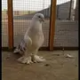 جوز تركي منقا