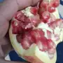 شتلات رمان للبيع
