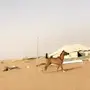 مهر للبيع العمر 2 