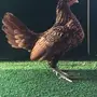 ديك ودجاجة سبرايت مميزة 
