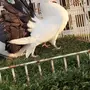 ((جوز رقاص هولندي ))