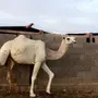 بكره وضحا لقيه