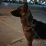 كلب جيرمان شيبرد