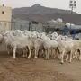 ضان حريه صنف وجروم  ناهيه