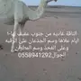 الوضحا غاديه