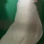 جوز هلمت ازرق