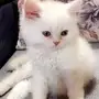 قط للبيع 