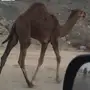 قعود كفووو للبيع 