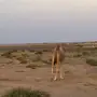 قعود للبيع عمره ثمانيه شهور