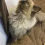قطه للبيع هملايا تشوكليت