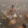 دجاج بلدي 