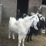 تيسين فحول للبيع 