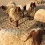 غنم نعيم مراح 