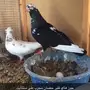 اجواز حضان للبيع 