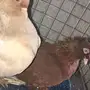 حمام باكستاني تيدي وكرنقو  وصنعاني وقطيفي