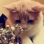 قطه سيرازي 