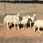 حريات حصيب العدد 5 مع الفحل 