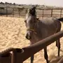 فرس شعبيه شيخه 