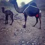خلفة منيحة منوة القناي