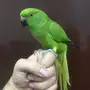 ببغاء دره اليف