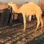 قعود اعفر على بعير ابن وديد