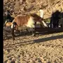 معزا للبيع